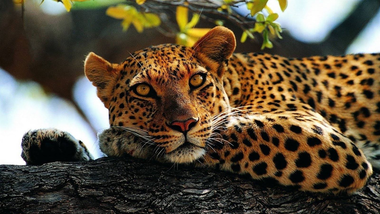 Detalles curiosos de animales que siempre confundimos