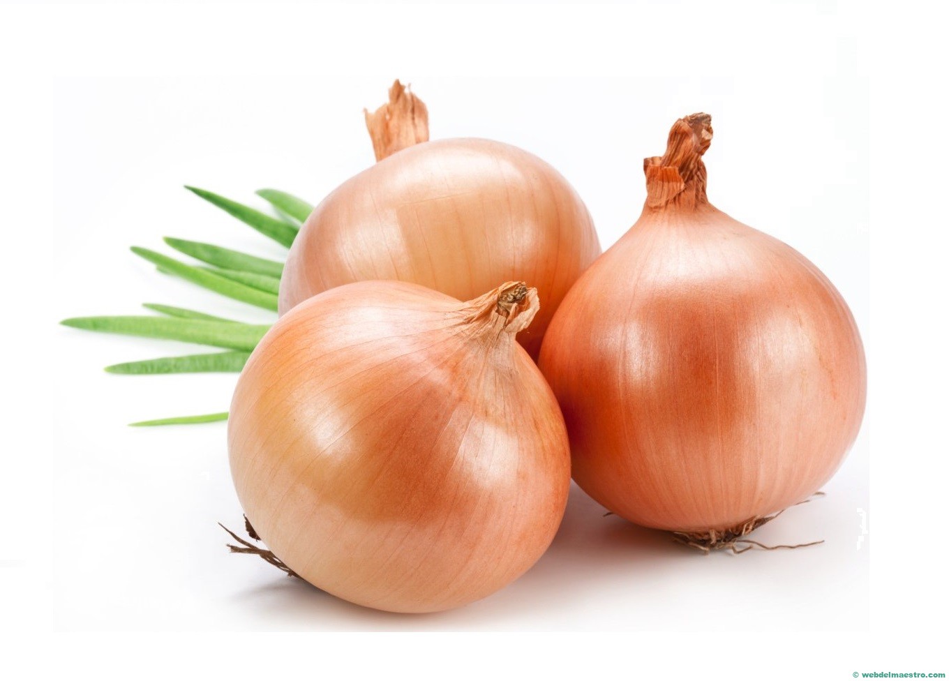 cebollas-
